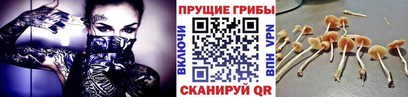 что такое   Юрьев-Польский  Псилоцибиновые грибы прущие грибы 